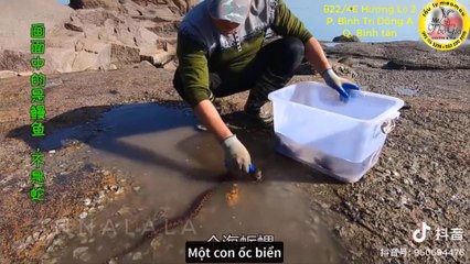 ★ Bắt hải sản khi thủy triều xuống cùng anh Ngô ★ Phần 01 ★ Catch seafood near shore