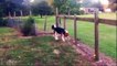 10 Dogs Shocked By Electric Fences Caught on Camera! COMPILATION
