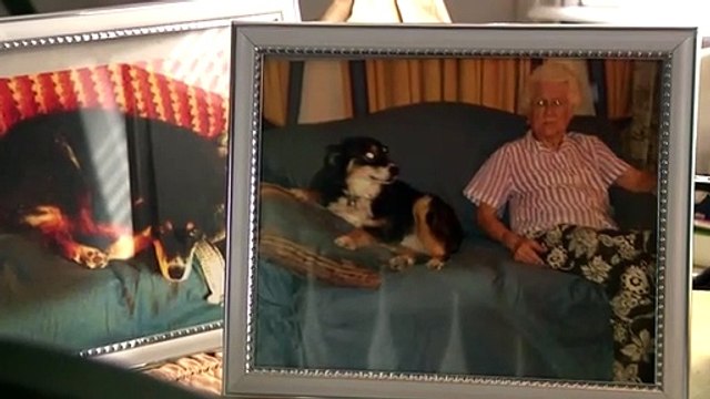 Aux Etats-Unis, Lulu, un Border Collie âgé de 8 ans, est devenu millionnaire en héritant de la fortune de son propriétaire à son décès