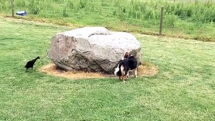Un canard et un chien jouent à cache-cache