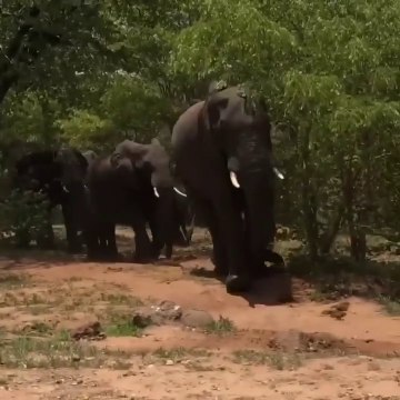 Un troupeau d'éléphants sorti de nulle part surprend des touristes