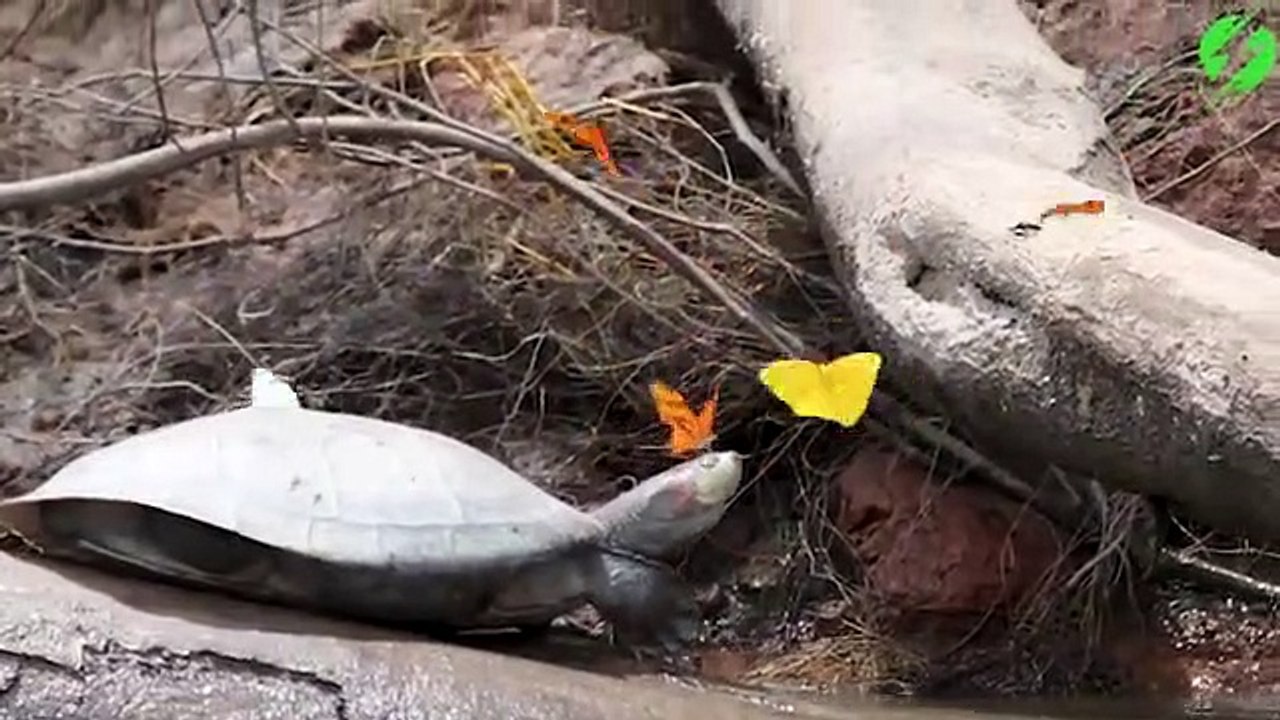 Des papillons viennent se poser sur une tortue : magnifique