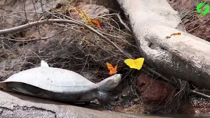 Des papillons viennent se poser sur une tortue : magnifique