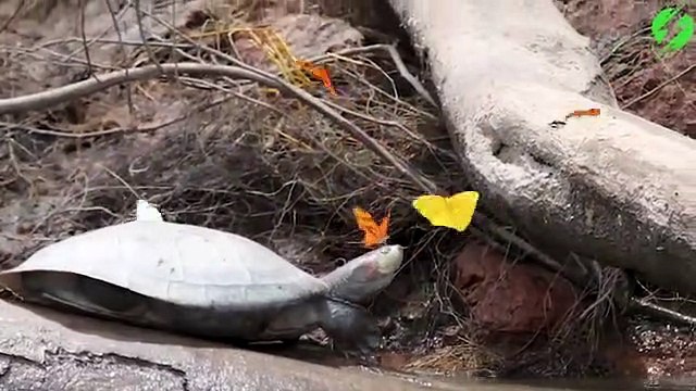 Des papillons viennent se poser sur une tortue : magnifique