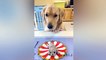 Dog Reaction to Cutting Cake P1 - Funny Dog Cake Reaction Compilation - Super Dog