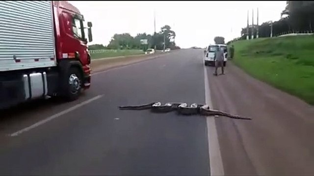 Traffic halts as Giant Anaconda Crosses Road in Brazil Video Goes Viral