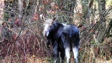 When Dreams were Reality