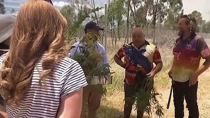 Wattle seed growing in popularity as alternative to wheat