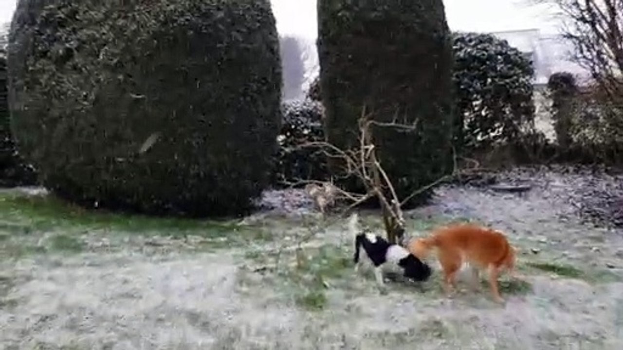 Sous la neige dans le jardin