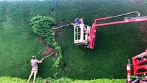 How professionals trim giant hedges