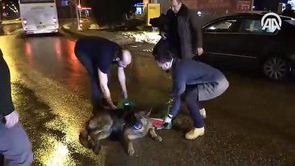 Yaralı köpek için montunu sedye yaptı