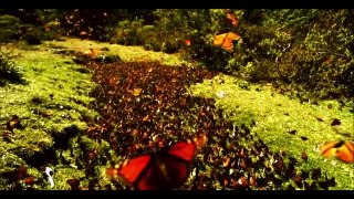 Beautiful World - Wild Animals  [Short Film]