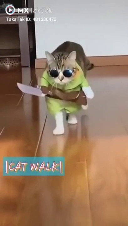 Funny cat walk whatsapp status cat walk Funny funny cat compilation video Dailymotion