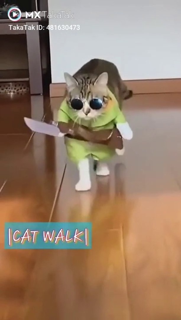 Funny cat walk whatsapp status |cat walk|Funny |funny cat compilation -  video Dailymotion
