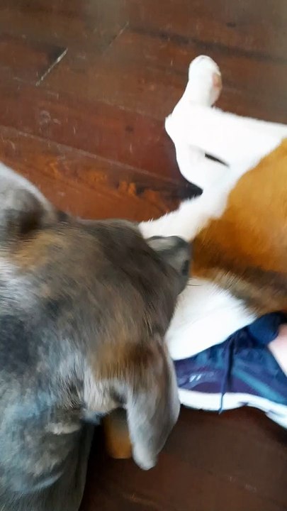 Tucker Carlson Wrestling with Claire Bear