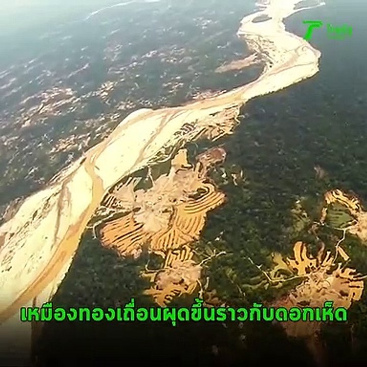ระยิบระยับราวกับ “แม่น้ำสายทองคำ” เหมืองทองเถื่อนกลางป่าแอมะซอน