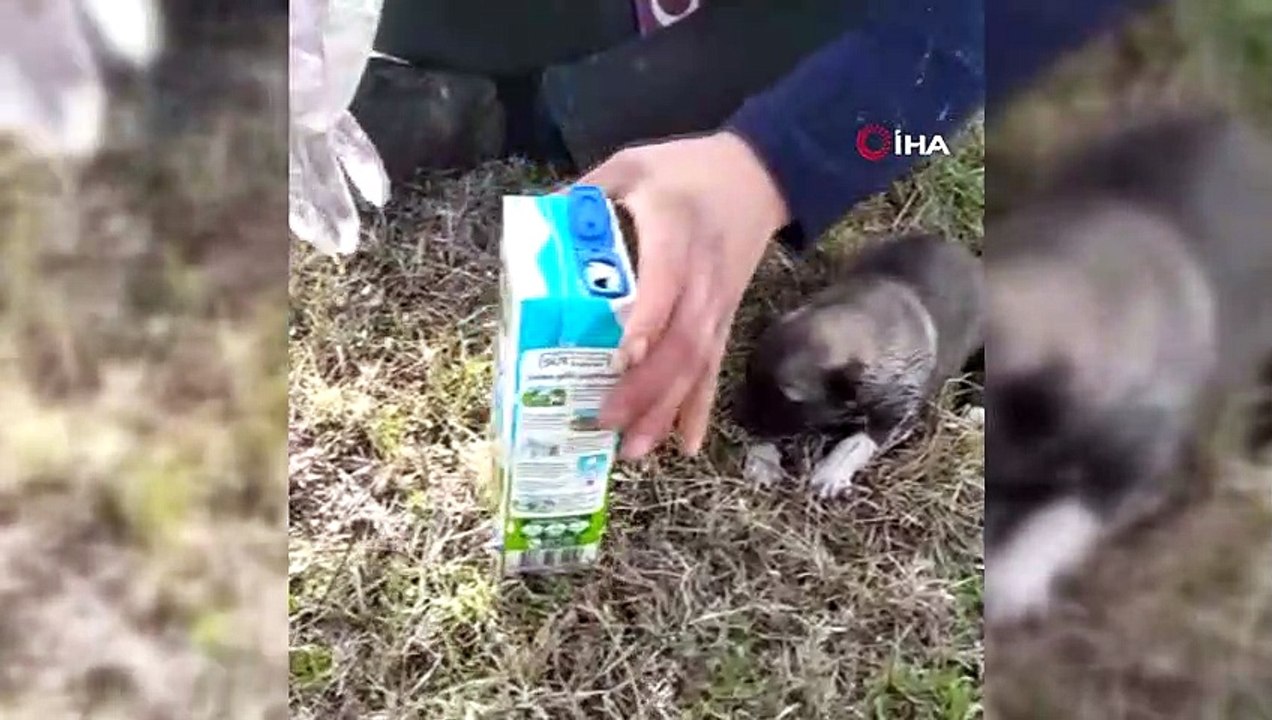 Eldiveni biberon yaptı, açlıktan ölmek üzere ol...
