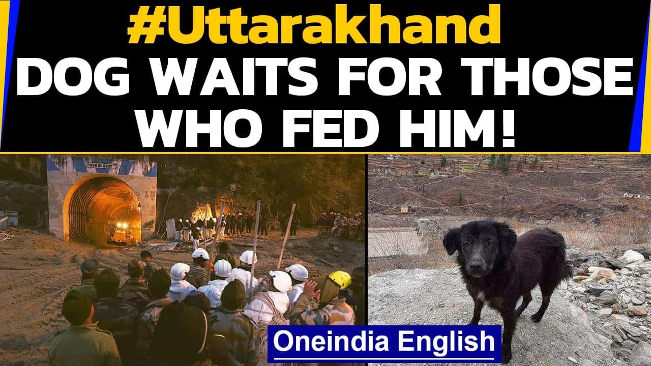 Uttarakhand Glacier: This heartwarming dog story will melt your heart| Oneindia News