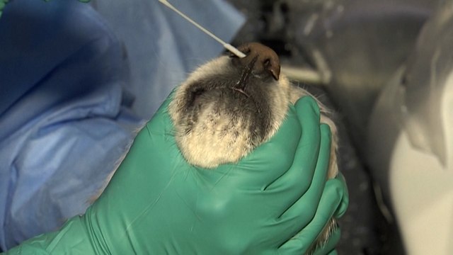 Coronavirus : des chiens et des chats testés en Corée du Sud