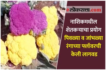 नाशिकमधील शेतकऱ्याचा प्रयोग पिवळ्या व जांभळ्या रंगाच्या फ्लॉवरची केली लागवड