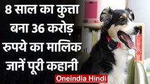 America:मालिक ने पालतू कुत्ते के नाम की 36 करोड़ की Property, करता था बेइंताह LOVE | वनइंडिया हिंदी