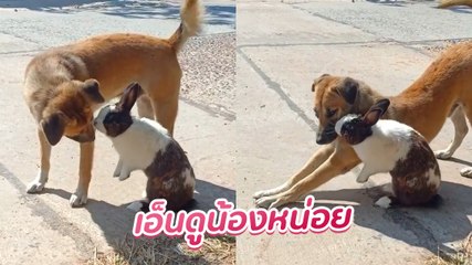 วาเลนไทน์ 2021 แจกความอบอุ่นกับความรักต่างสายพันธุ์ ที่ใครเห็นเป็นต้องยิ้ม