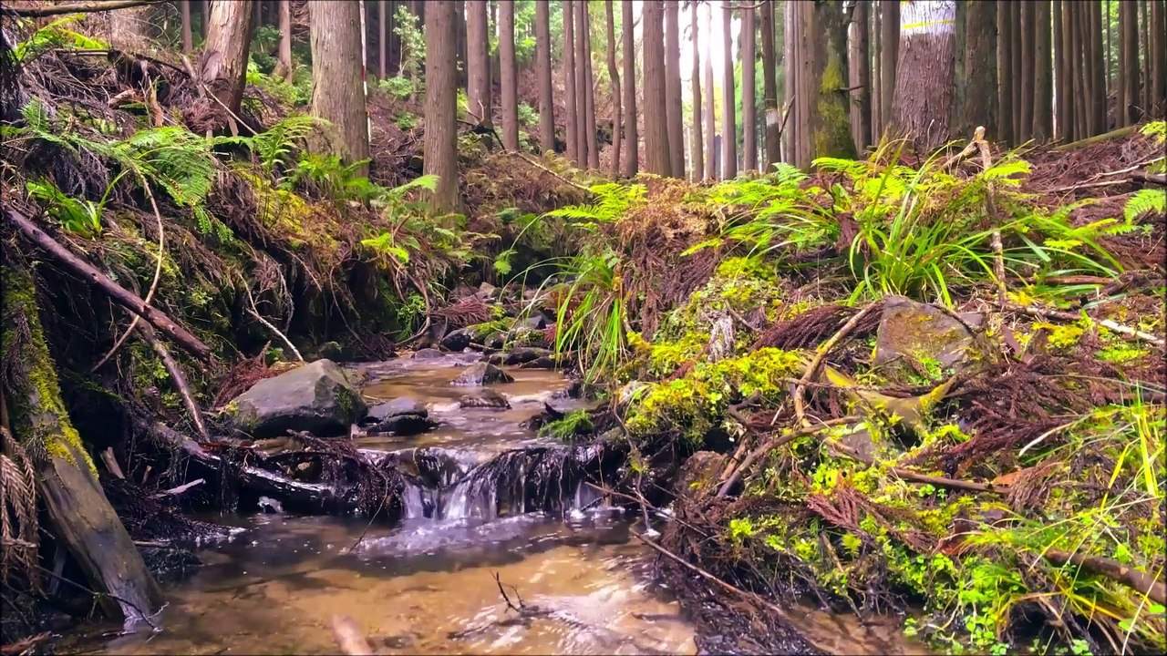 #forestbirdssinging #Relaxingmusic #ForestSounds #RushingWater and #Birdssinging for Relaxing #MeditationMusic #stress relief #Soulful