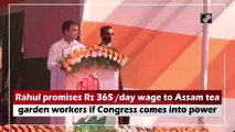 Will give Rs 365 per day if Congress brought to power: Rahul Gandhi to Assam tea garden workers