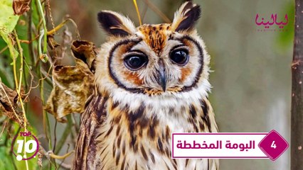 توب تن-أخطر 10 طيور على وجه الأرض