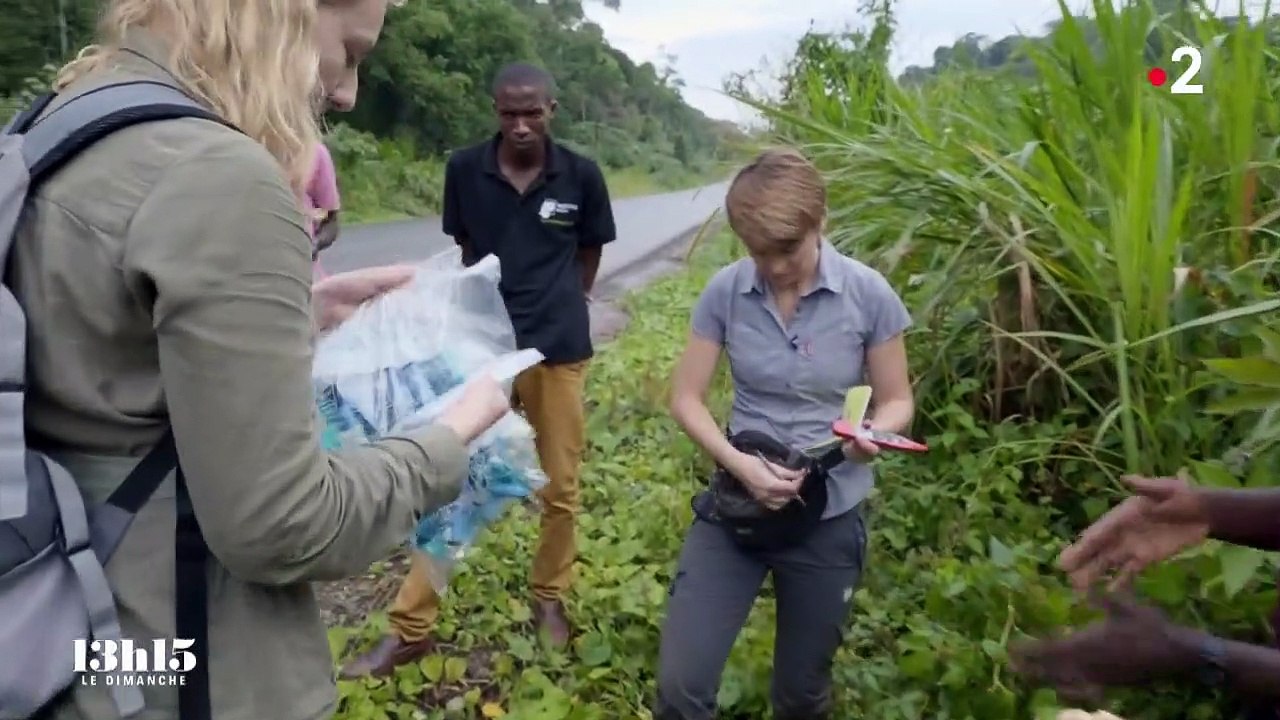 Ouganda : "Les chimpanzés sont exposés aux pesticides et à une pollution plastique au cœur de la forêt tropicale", alerte la primatologue Sabrina Krief