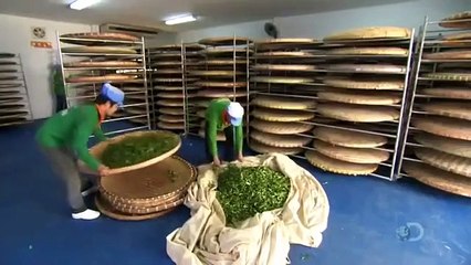 How Its Made - 1027 Tea