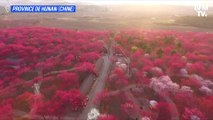 Les superbes images des cerisiers en fleurs en Chine