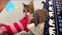 エビのけりぐるみで荒ぶるまる猫がこちらです…ｗ - Cute cat -