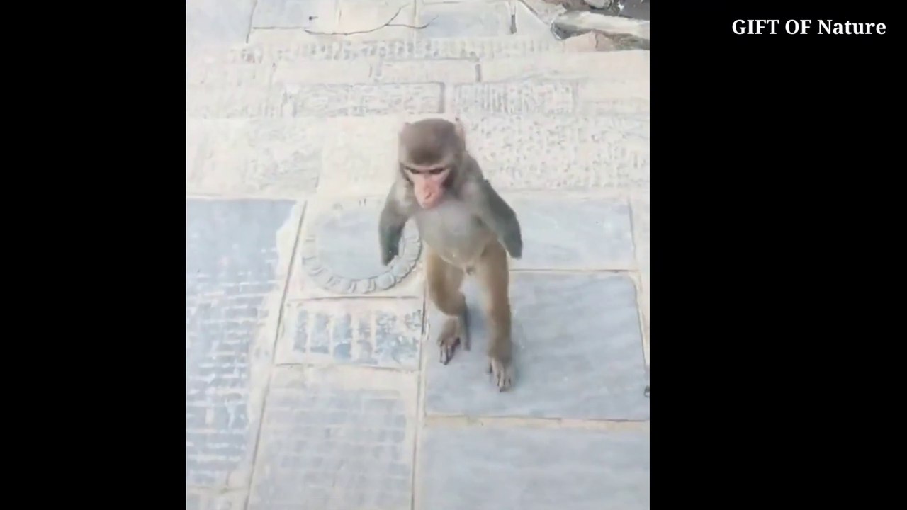 A story of monkey  WE WERE BURN ON THIS PLANET TO LIVE AND TO LOVE_Full-HD
