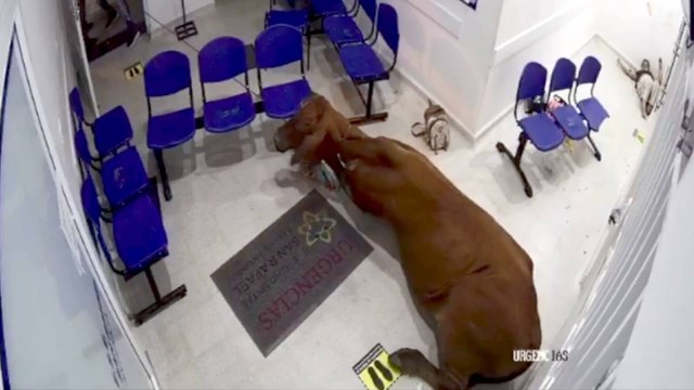 ¡Qué susto! Vaca se metió a hospital en San Luis, Antioquia