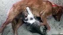 Kediye annelik yapan sokak köpeği kamerada