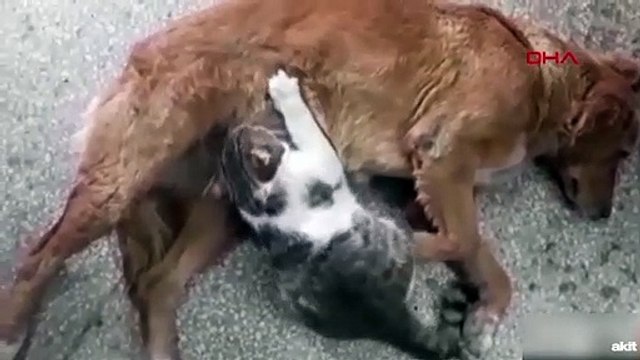 Kediye annelik yapan sokak köpeği kamerada
