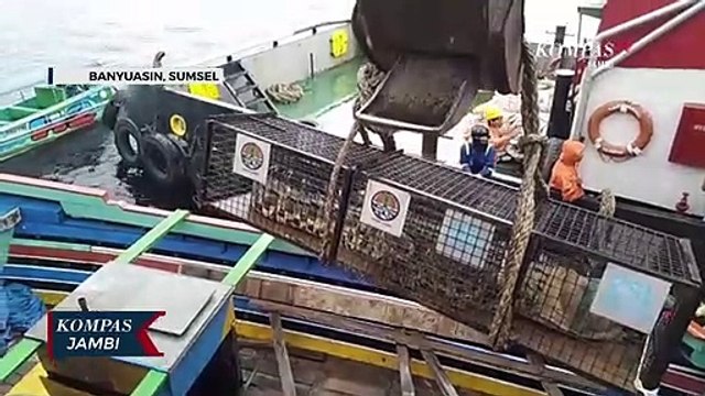 BKSDA Lepas Liarkan Tiga Ekor Buaya Muara