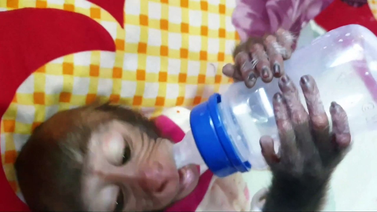 Take care of monkey __ baby monkey son of our family_Full-HD