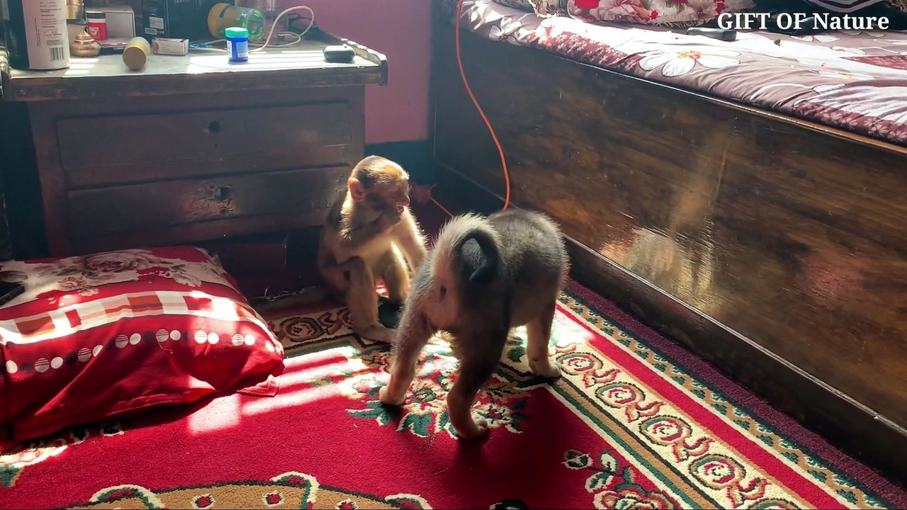 Baby Dog Vs Baby Monkey __ Funny video 2020_Full-HD