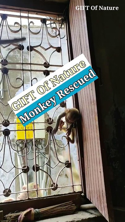 Baby Monkey rescued and returned to family group_Full-HD