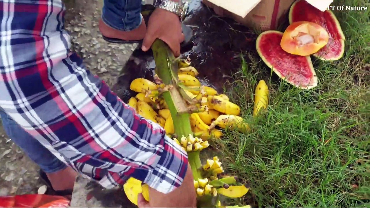 Monkey feeding Banana, Watermelon and Papaya_Full-HD