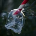 Cette bulle gèle en plein froid et c'est magnifique