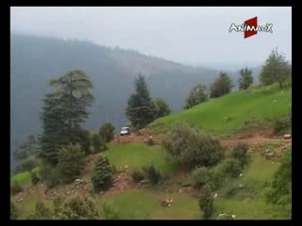 Maroc Aidi le chien de l Atlas part 4 4