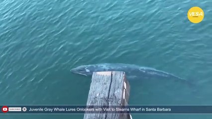 Juvenile Gray Whale Lures Onlookers with Visit to Stearns Wharf in Santa Barbara