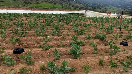 Bakla ve Bezelye Üreticilerinden Don Tehlikesine Karşı Elyaf Örtülü Önlem