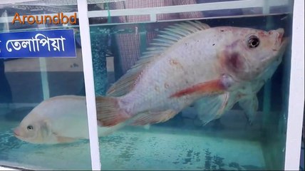 Amazing 40kg Big Fish in Glass house Amazing Big Fish in The World 40 KG Big Fish