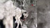 Yüksekova'da ölü bulunan köpek yürekleri sızlattı