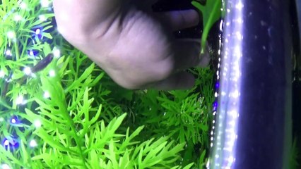 Home Made Fertilizer for Aquatic Plants