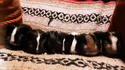 CAVIA PORCELLUS CJ RJ DAVID MARY TRIXIE DAVID IRIS CLOVER  20200213_081205